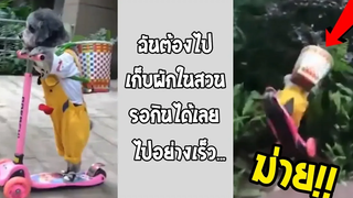 หมาน้อยนักปลูกผัก กับ สกุ๊ดเตอร์คู่ใจลงพุ่มสะงั้น!! รวมคลิปฮาพากย์ไทย