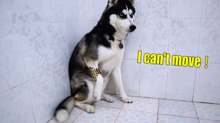 Katanya Bisa Mendiamkan Husky Dengan Penjepit Rambut?