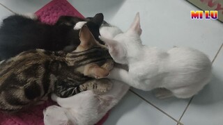 Vì sao mèo rất thích mút và bú? Khoảng khắc hài hước | MI LU