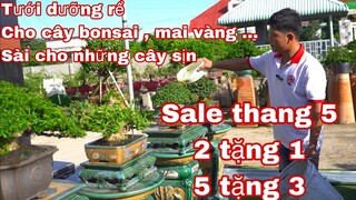 tưới dưỡng cho cây bonsai - mai vàng , hiệu quả | 0334105642 Tuấn bán thuốc dưỡng rể