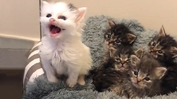 Super fierce little white cat stands up for a group of little black cats~