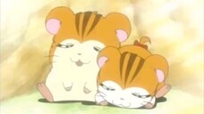 Hamtaro Episode 14 The Search for Sandy's Brother