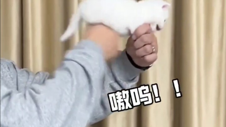 Cute little kitten