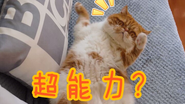 A girl with cerebral palsy raises two pet cats and unexpectedly unlocks a special ability... [Dai Da