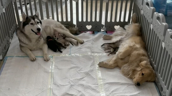 Chú chó Golden trở thành “bà mẹ nuôi” rồi!