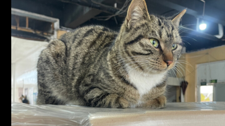 Chưa bắt đầu trả nợ mà đã vay thêm rồi.