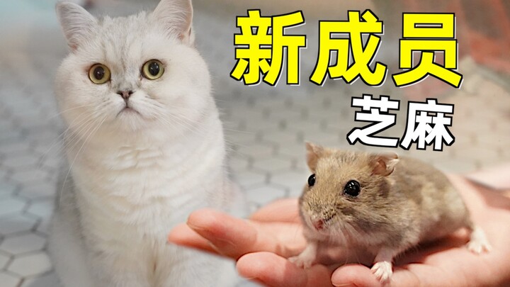 What's it like for a little hamster to survive in a multi-cat household, where the cats outside the 
