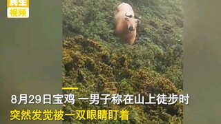 男子登山时发觉被一“奇怪”动物盯着，一查吓一跳：牢底坐穿牛！