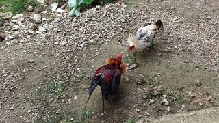 Kanawayon Hatch VS McLean Hatch spar