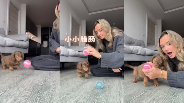 طفل داشهند صغير جدًا!