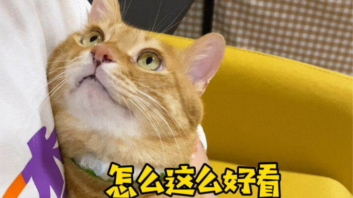 สุดยอดของแมวขี้อ้อน! แววตาที่ชอบใครสักคนนั้นซ่อนไว้ไม่อยู่หรอก! แค่เขาไม่ต้องพูด ฉันก็สัมผัสได้ถึงคว