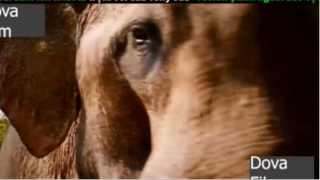 1phim truy tìm hay nhất p4 #dovafilm