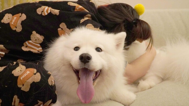 Kẹo dẻo Samoyed sắp sinh nhật nên vui quá, cứ đi lại thoăn thoắt như gió; mẹ bảo: “Nó già hơn cả mẹ 