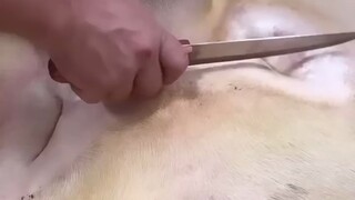 لا، أين بدأت تشريحه؟