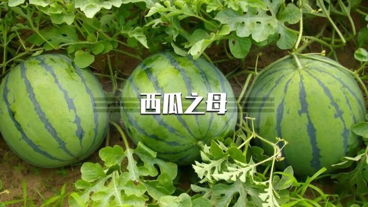 Wu Mingzhu’s Journey with Watermelons: China’s “Watermelon Freedom” Wouldn’t Exist Without Her