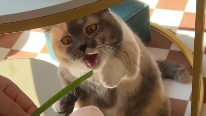 30-Day No-Interaction Challenge with Little Moldy Cat