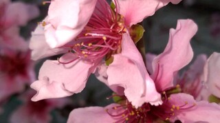 🌸