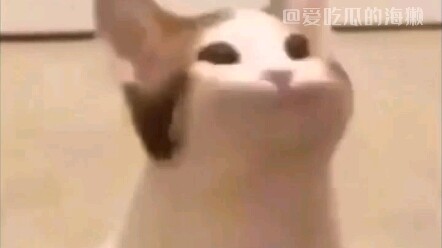 You’re not popping popcorn—you’re shattering my little frog’s heart...