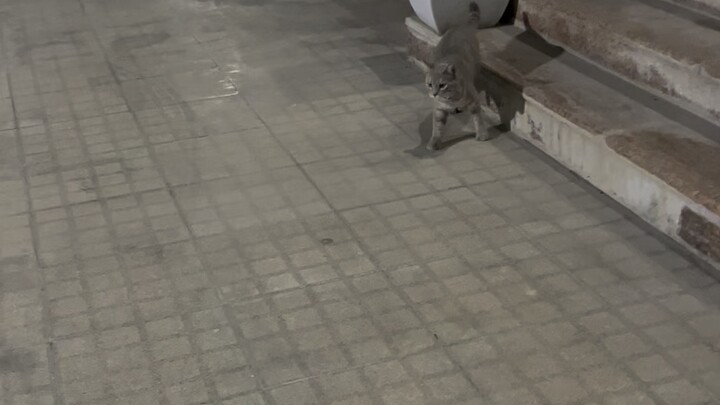 I feel sad for my baby girl chesca she have injure🥲