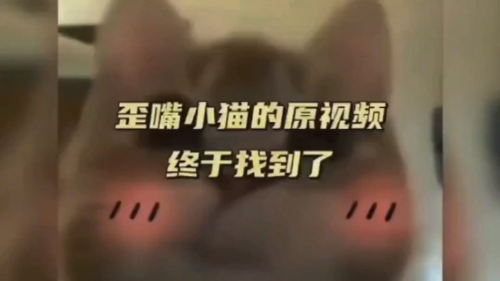 Video gốc của Mèo con méo mỏ