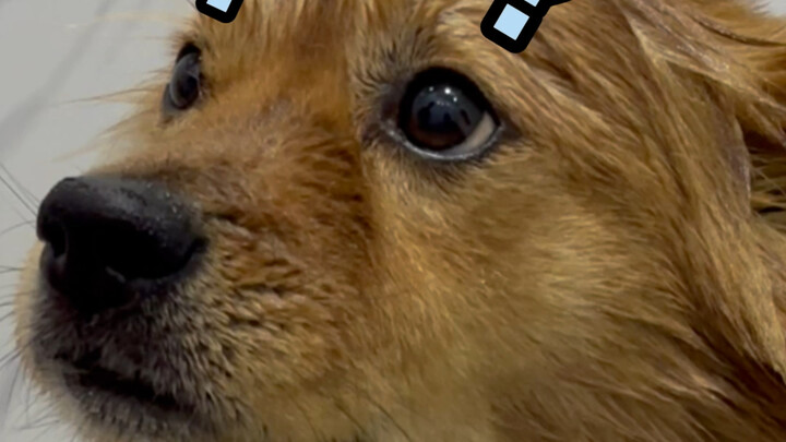 عثرتُ على فأرٍ كبيرٍ في المنزل...