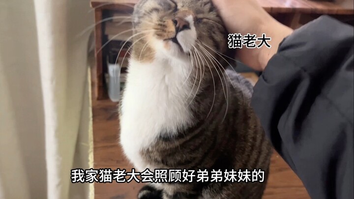 Selama saya pulang kampung merayakan Tahun Baru Imlek, si kakak kucing di rumah benar‑benar merawat 