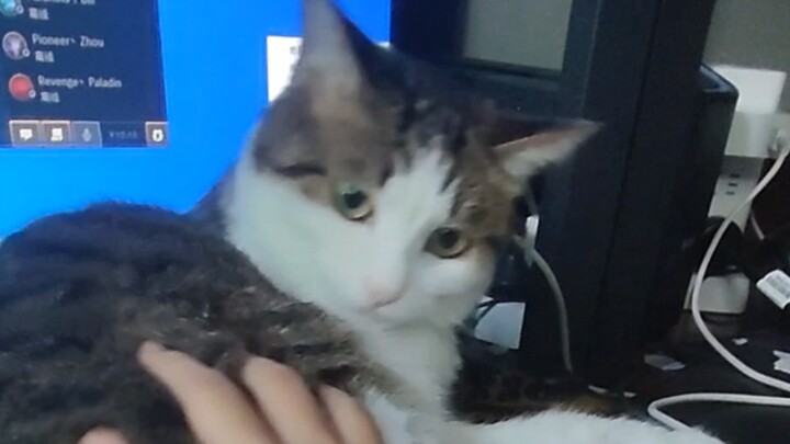 สัมภาษณ์แมวบาร์โค้ดหน่อย ทำไมคุณถึงชอบแย่งงานเมาส์ตลอดเลย?