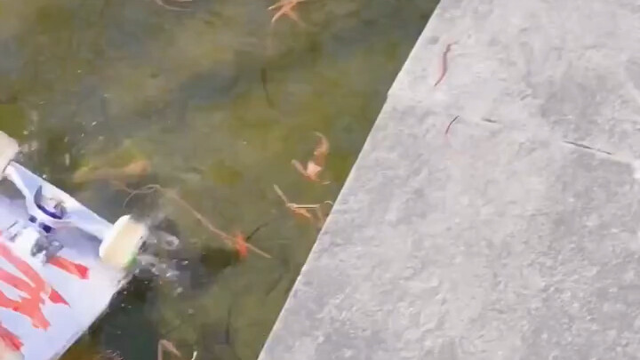 Little brother, you're impressive!