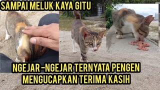 Masya Allah Kucing Jalanan Ini Meluk Mengucapkan Terima Kasih Sesudah Di Kasih Makan..!