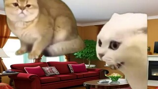 [Roasted Meat] A short story about someone who lost 1 million yen in one day betting on horses | Cat
