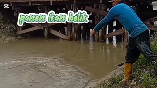 hasil alam ikan merauke