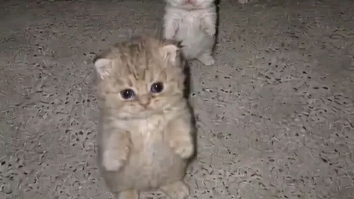 I love cat 😻😺