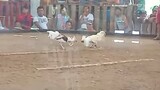 2nd fight | Catigbian Cock Pit | LWLW