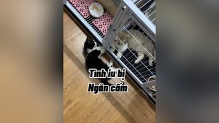 Yêu nhao những 4\ thiếu nhi không tới đc với anh Cu xe ôm cat mèo Úmbala cute