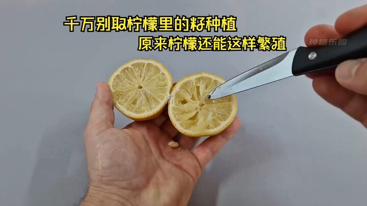 千万别取柠檬里的籽种在土里，不然就会···柠檬原来还能这样繁殖！！！！
