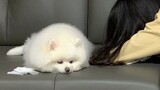Puppy's Reaction When Master Cries Sadly (Teary Eyes)