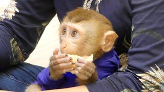 Very Cute Baby Monkey Maya Sit On Grandma Eating Orange With Mama