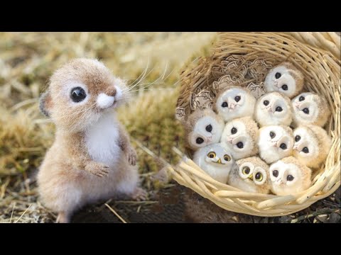 Animals SOO Cute! Cute baby animals Videos Compilation cutest