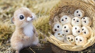 AWW SO CUTE! Cutest baby animals Videos Compilation Cute moment of the Animals - Cutest Animals #37