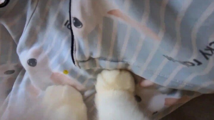 Little kitty’s first-person perspective: wants cuddles and hugs—hey, take its advice, be a hardworki