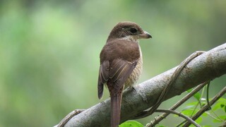 Wild migratory TIGER SHRIKE closeup