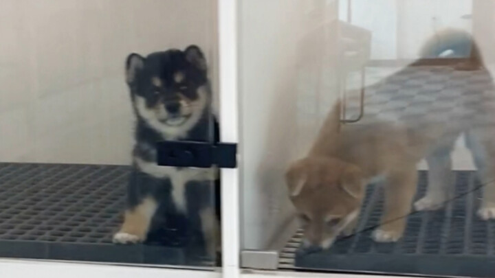 What to Do When Your Dog Barks Loudly at Home and Disturbs the Neighbors?