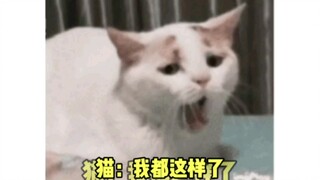 "Without this cat, the family would fall apart." #Who could resist such a cute little kitty? #Scheme