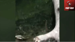 Thách bạn nhịn được cười #videohaihuoc