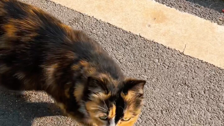 Meow speaks cat—she’s the prettiest among all the feline friends!