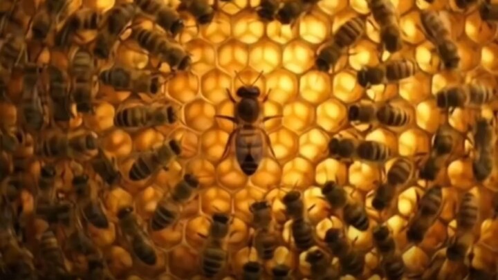 Finding the queen bee in a hive of 50,000 bees is like looking for a needle in a haystack.