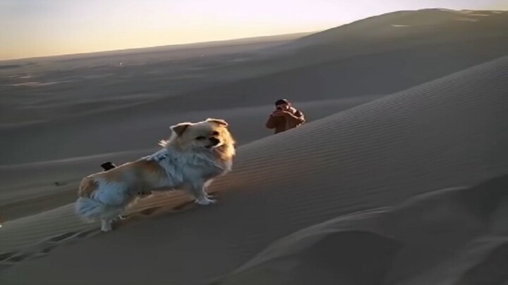 Saat berwisata di Dunhuang, seekor anak anjing tak sengaja tersesat; sang wanita mencarinya sambil m