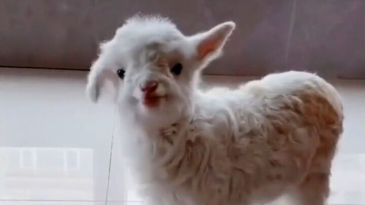 Dari sekilas aja udah keliatan ini bukan domba yang baik-baik!