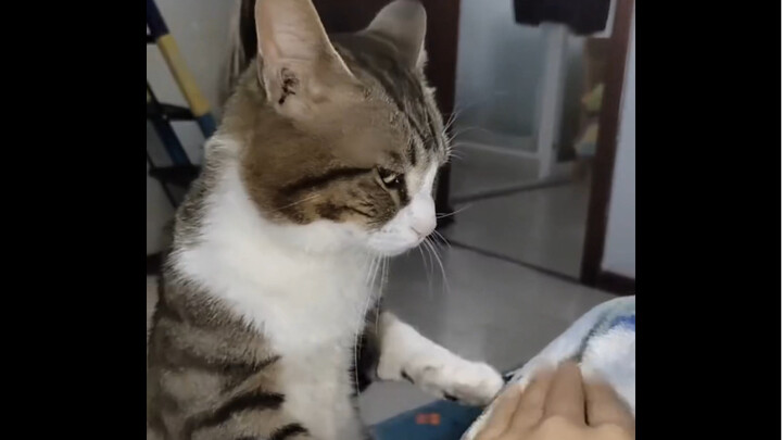 "Raising a cat for a thousand days, using it for just one."