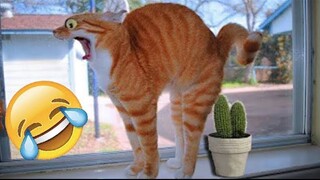 Best Funny Dogs And Cats Videos 😅 - Funniest Animals Videos 2023😇 #13